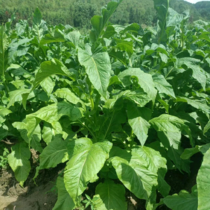 辉哥聊烟草头像