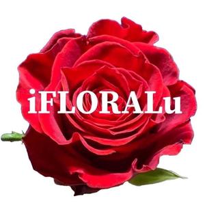 iFLORALu香港澳门蛋糕鲜花园艺店头像