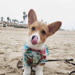 Corgi头像