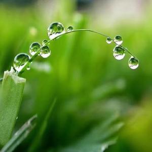 绿荷听雨凉头像