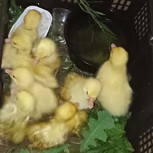 分享养鸡鹅的每一天头像