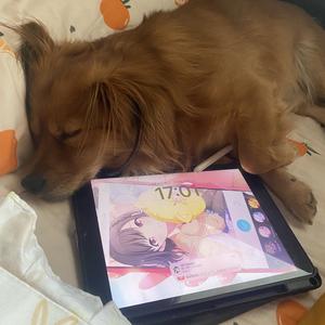 我家puppy土豆在减肥头像