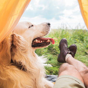 顶级金龙鱼图片 西瓜视频