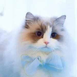 猫咪影视员头像