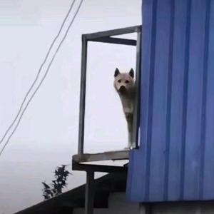 Zz%头像