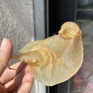 旋姐姐的鱼胶头像