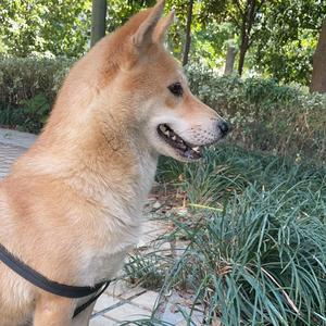 田园犬在城市头像