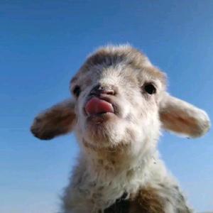 专业添堵彭师傅 头像