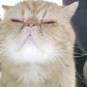猪圈外的小猪崽头像