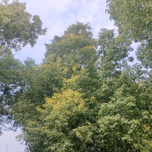 折扇追剧头像