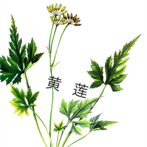 苦命头像
