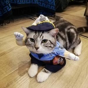 大喵小西头像