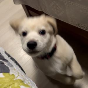 犟种一丁头像