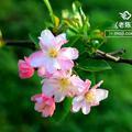 春绿916头像