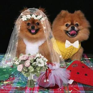 明明丸子的快乐生活头像