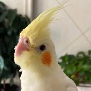 鹦鹉哥影视头像