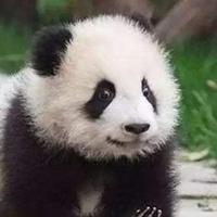 李小龙的哥哥的哥哥头像