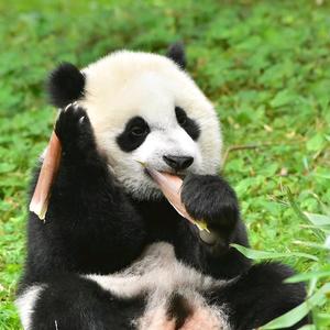 北洋水冰头像