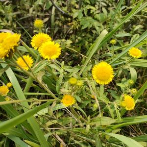 花草根籽头像