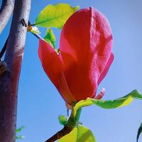 才思敏捷的人性化头像