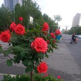 认真蓝天2x7头像