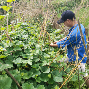 菜园折腾哥头像