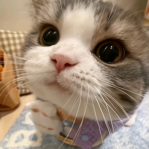 虚空·小野猫（暗区突围）头像