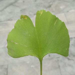 菲碳头像