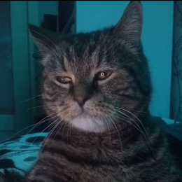 猫咪剪影头像
