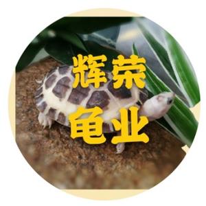 辉荣龟业头像