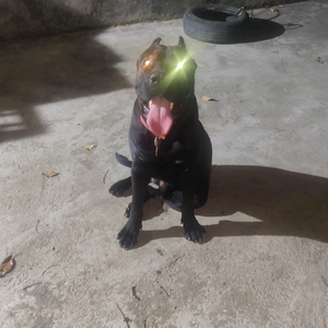 长沙WD.猛犬俱乐部.阿豪头像