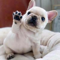 聪明养只法斗头像