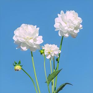 外向小红花头像