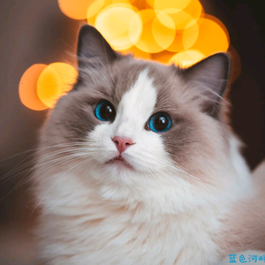 曼哈顿头像