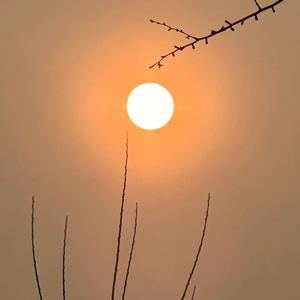 花桉头像