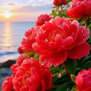 菊花尘缘如梦头像