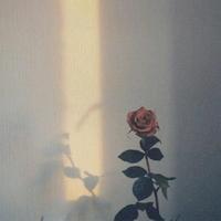 小平方的大房子头像