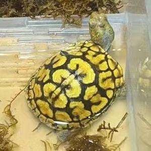 济颠（箱龟收藏者）头像