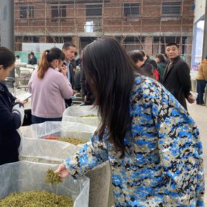 小君收茶头像