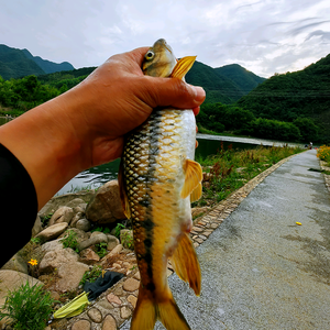 燕雲大官人头像