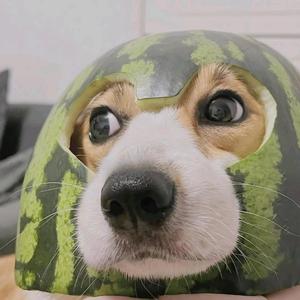 西瓜逆水寒手游头像