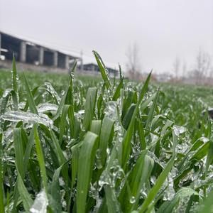 风趣小鱼头像