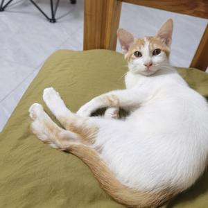 有只猫头像