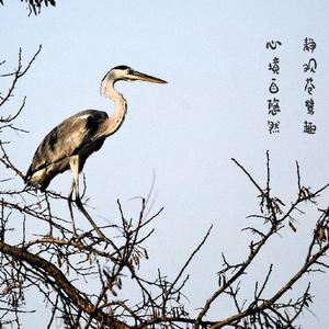 老树昏鸦头像