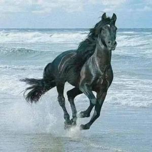 若帆舟，济沧海！头像