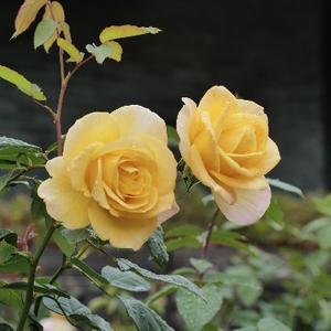 秋荫树影罩花墙 头像