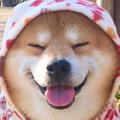 油管旺旺狗头像