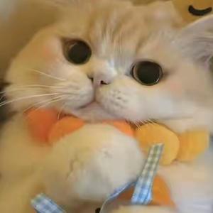 猫似无盐头像