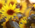要开心啊🌻头像
