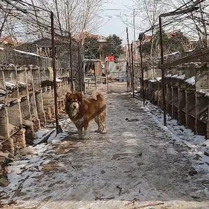 皮皮猪吖吖头像